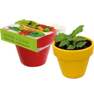 Naschgemüse Colour Blattsalat-Mix, Tontopf Colour (Ø  7 cm) Farben wählbar weiß 01/ rot 03/ gelb 04/ Erdtablette/ Samen Blattsalat